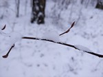 Пример фото на ZTE nubia Z11 mini S