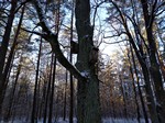 Пример фото на ZTE nubia Z11 mini S